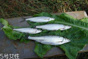 白條魚多少錢一斤 白條魚的選購技巧