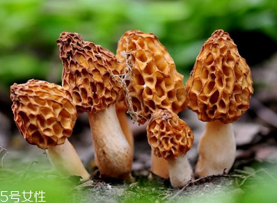 羊肚菌是發(fā)物嗎？羊肚菌屬于發(fā)物嗎？