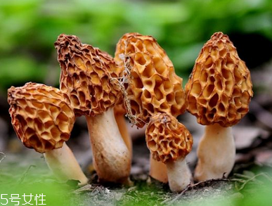 羊肚菌是什么顏色？羊肚菌是什么樣的