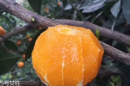 倫晚臍橙口感是酸的還是甜的？倫晚臍橙好吃嗎