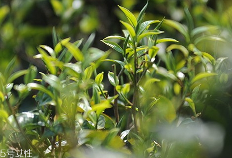 昔歸古樹茶有哪些特點 昔歸古樹茶價格