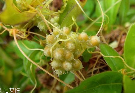 菟絲子可以泡酒嗎 菟絲子泡酒比例