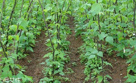 蕓豆的種植 蕓豆種植注意事項