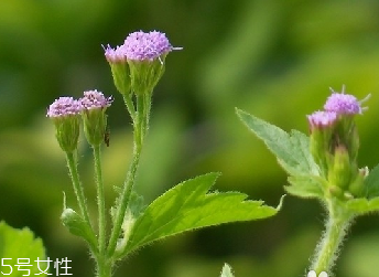 藿香和麝香是一樣嗎？藿香和麝香的區(qū)別