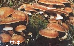 榛蘑是蘑菇嗎？榛蘑是什么蘑菇？