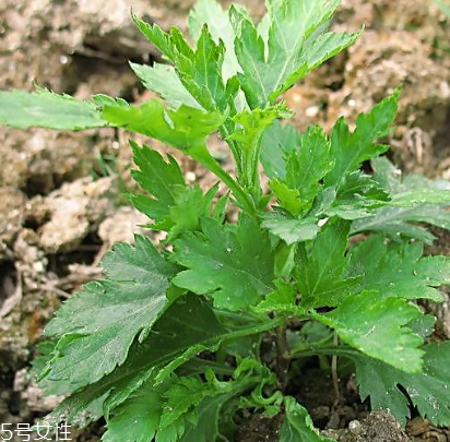 菊花腦能吃嗎？菊花腦的味道