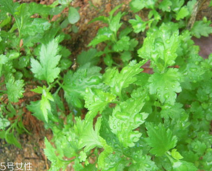 菊花腦和南瓜能一起吃嗎？菊花腦能和水果一起吃嗎？