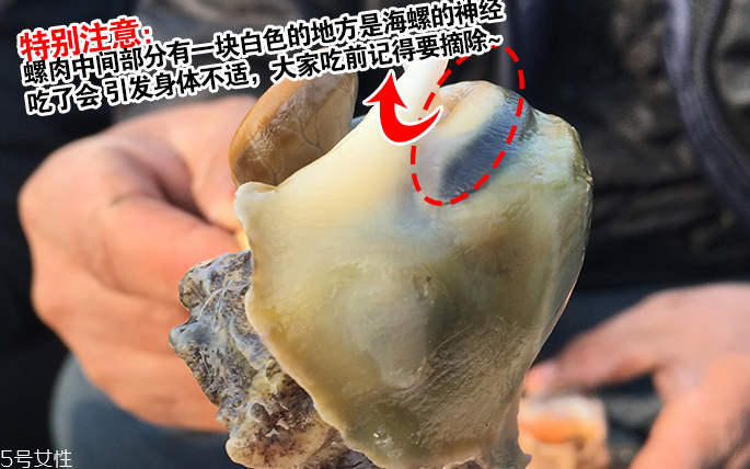 海螺會中毒嗎？吃海螺中毒多久會緩解？