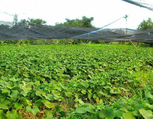 龍須菜怎么涼拌 涼拌龍須菜的做法圖解