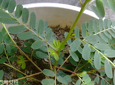 雞骨草能降低轉(zhuǎn)氨酶嗎 只有緩解作用