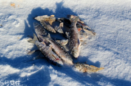 冷凍魚營養(yǎng)會(huì)流失嗎 冷凍保質(zhì)期更長