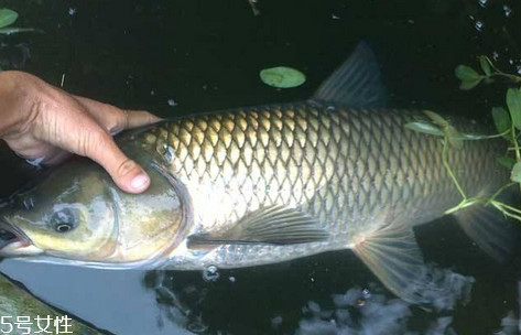 草魚是鯽魚嗎 大小差別大