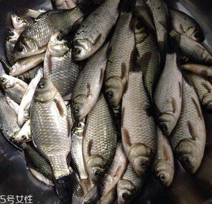 鯽魚是發(fā)物嗎 屬于發(fā)物