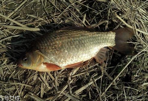 鯽魚(yú)是淡水魚(yú)嗎 淡水中長(zhǎng)大