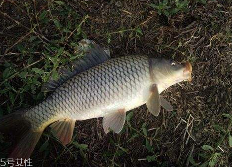 鯉魚肉是紅色的正常嗎 這個不一定