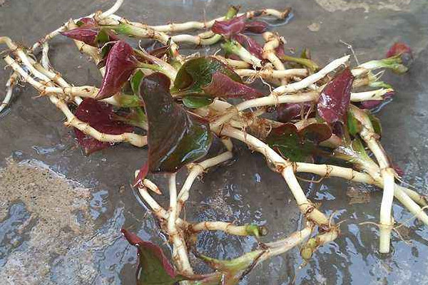 野生折耳根哪里能挖到？一次食用需控制在這個量