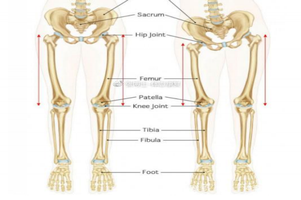 長短腿怎么矯正 長短腿的危害