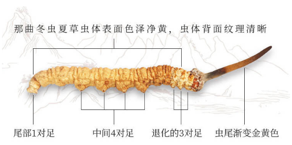 怎么挑冬蟲夏草顏色 6個(gè)方面好壞對(duì)比圖