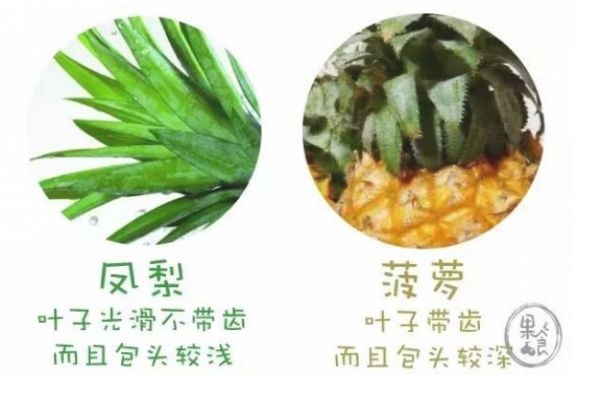 怎么區(qū)分菠蘿和鳳梨 菠蘿和鳳梨有什么不同