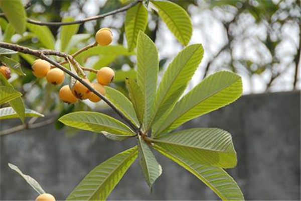 枇杷葉能治咽炎嗎 喝枇杷葉煮水的注意事項(xiàng)