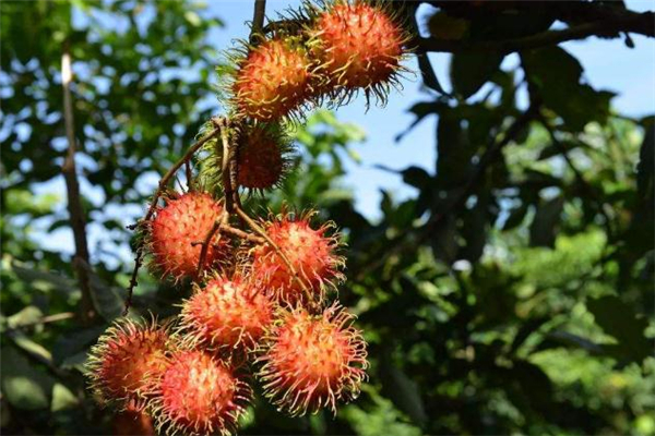 紅毛丹吃了會(huì)過敏嗎 吃紅毛丹過敏癥狀