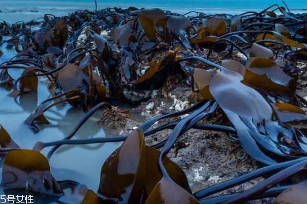 海帶排骨湯怎么做呢 海帶湯有什么功效