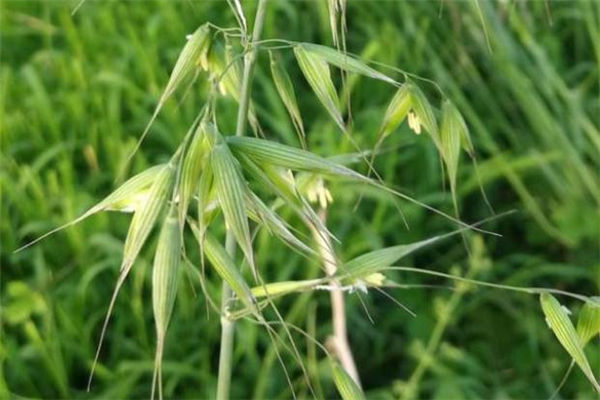 野燕麥真的能壯陽(yáng)嗎 野燕麥有用嗎