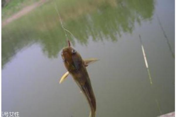 一般釣魚用什么魚餌呢 魚餌怎么自己做呢