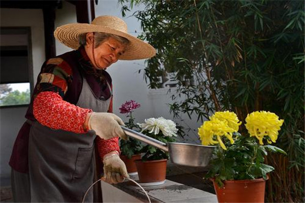 煙灰水可以澆花嗎 煙灰水可以澆花去蟲(chóng)