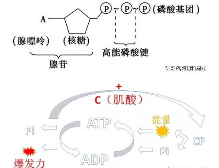 肌酸的作用和吃法是什么