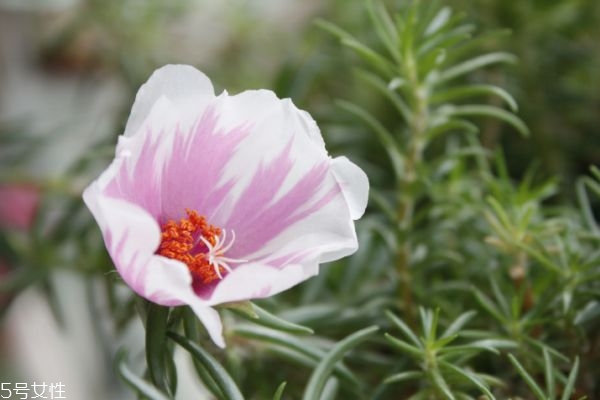 太陽(yáng)花有什么作用呢 太陽(yáng)花生長(zhǎng)什么環(huán)境里呢