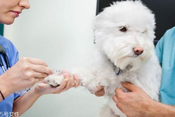 打狂犬疫苗最佳時間是什么呢 狂犬疫苗應該怎么打呢