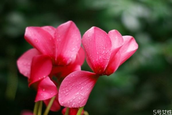 兔子花的花期是幾月份呢 兔子花有香味嗎