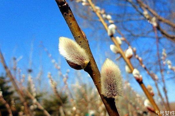 銀芽柳的花語是什么呢 銀芽柳的花期是什么時候呢