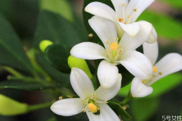 七里香的花語是什么呢 七里香的種植要注意什么呢