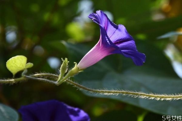 牽?；ǖ幕ㄕZ是什么呢 牽牛花的種植要注意什么呢