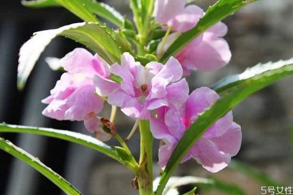 什么是鳳仙花呢 鳳仙花有什么作用呢