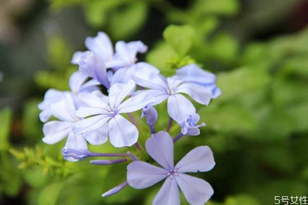 藍(lán)雪花的花語是什么呢 藍(lán)雪花的種注意是什么呢