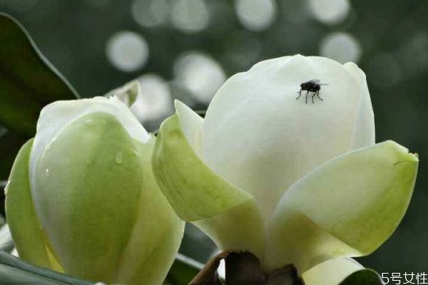 廣玉蘭的花期是什么時候呢 廣玉蘭應(yīng)該怎么種植呢