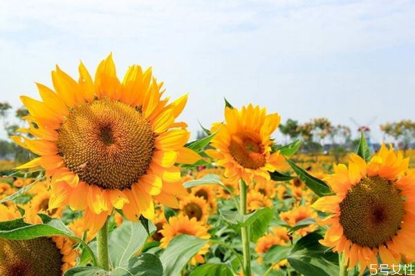 什么是向陽(yáng)花呢 向陽(yáng)花有什么作用呢