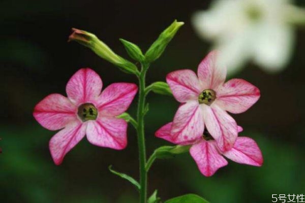 花煙草的花語(yǔ)是什么呢 花煙草的種植要注意什么呢