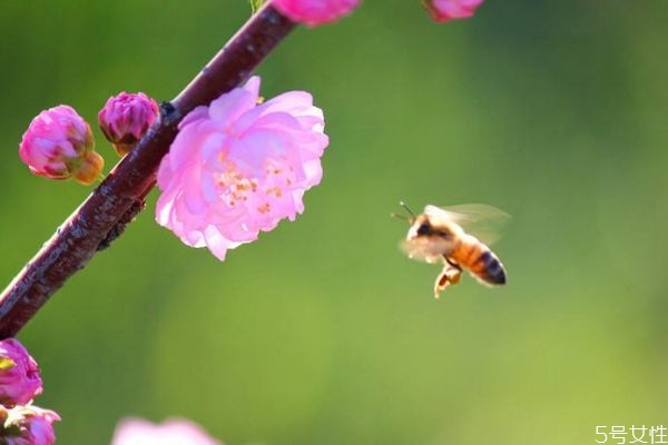 榆葉梅是一種什么植物呢 榆葉梅有什么作用呢