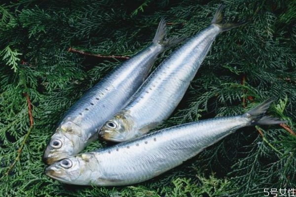 鲅魚(yú)和沙丁魚(yú)的區(qū)別 生活環(huán)境不同