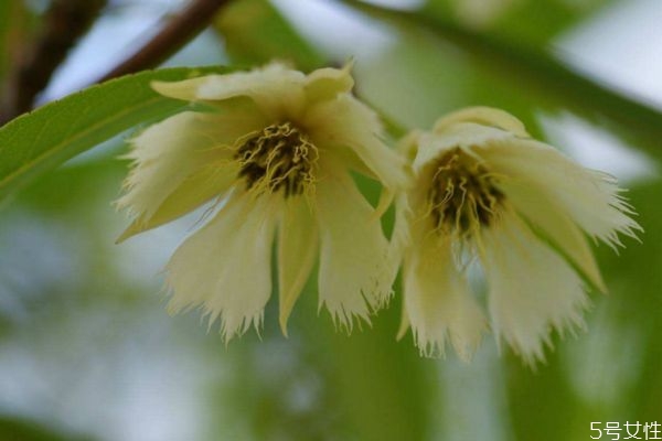 水石榕的花語(yǔ)是什么呢 水石榕的種植有什么注意的呢