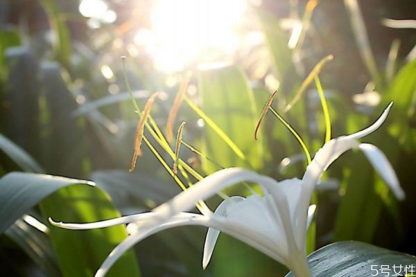 水鬼蕉的花語是什么呢 種植水鬼蕉要注意什么呢