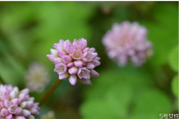 什么是頭花蓼呢 頭花蓼有什么作用呢