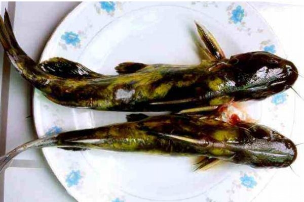 吃黃刺魚(yú)有什么好處呢 黃刺魚(yú)怎么做好吃呢