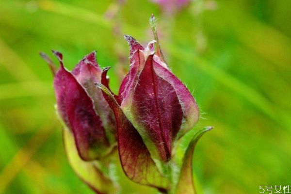 風(fēng)毛菊的花期是什么時候呢 風(fēng)毛菊的種植有什么注意的呢