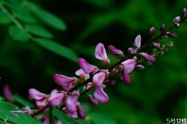 花木藍(lán)的花語是什么呢 花木藍(lán)的種植有什么注意的呢