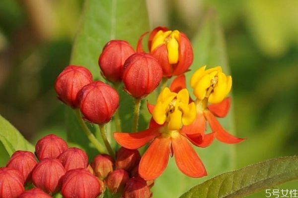 馬利筋的花語(yǔ)是什么呢 馬利筋的種植有什么注意的呢